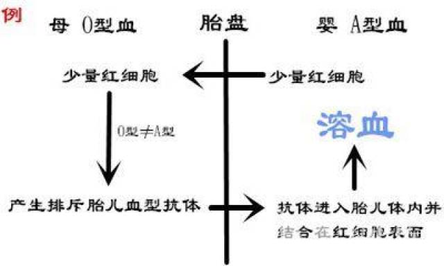 两个o型血会溶血吗