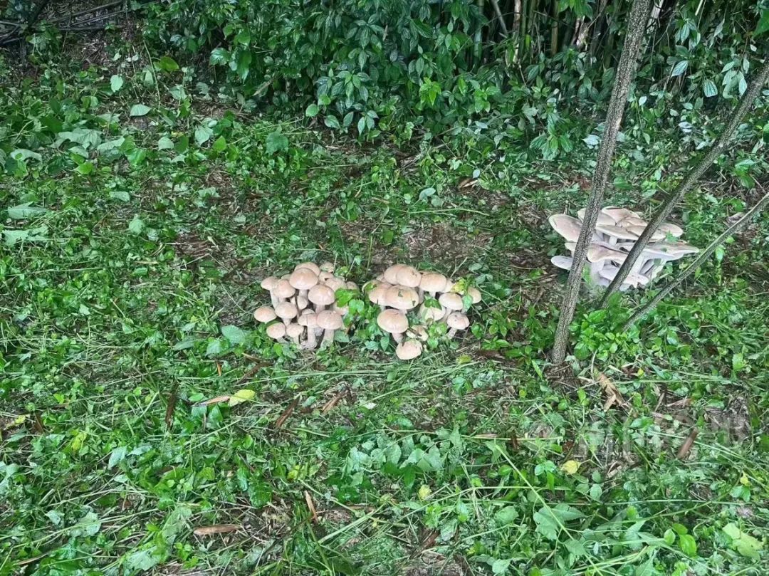 蘑菇成熟后散发孢子吗,蘑菇成熟后是否散发孢子？实证说明解析（复古版）,专业解析评估_suite36.135