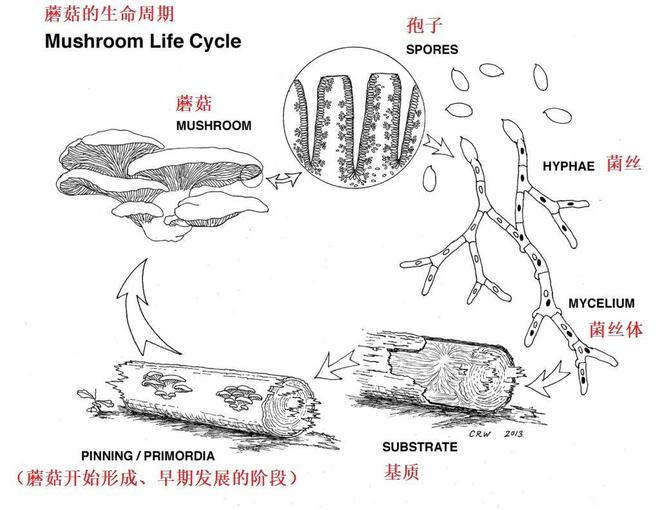 蘑菇释放孢子后会死吗,蘑菇释放孢子后的生命状态，理论分析解析说明,快捷方案问题解决_Tizen80.74.18