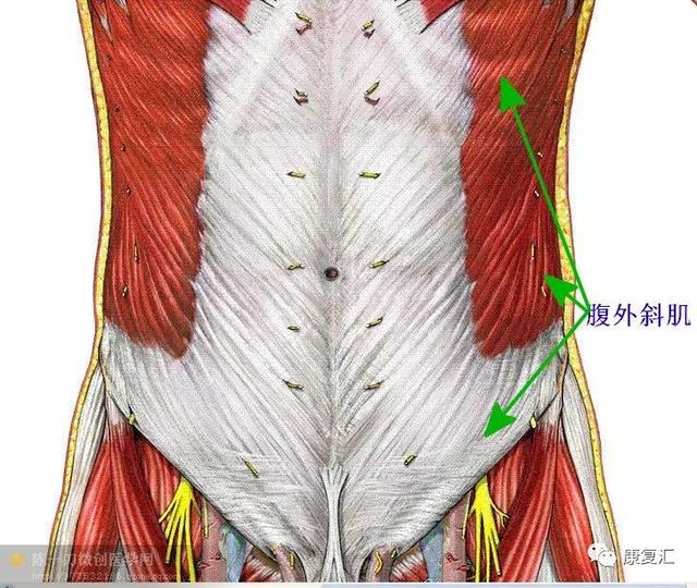 腰部肌肉解剖图