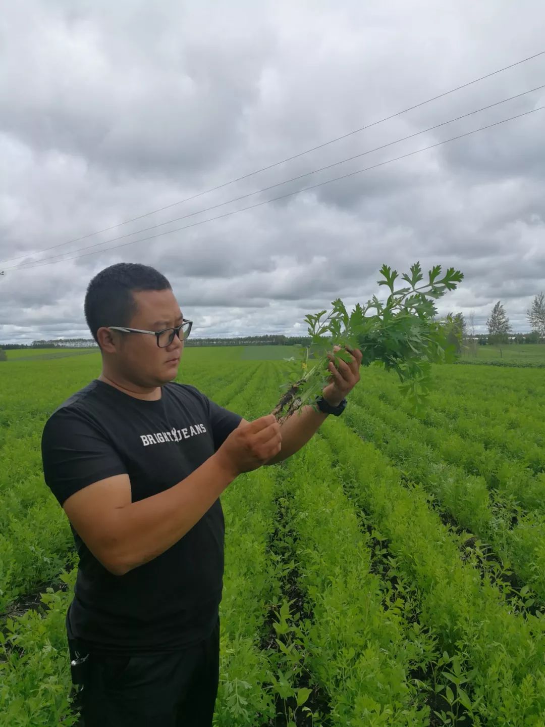 种植中药材赚钱吗