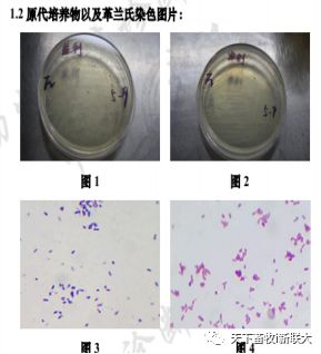 灯具材料与蓝晶石净化的关系