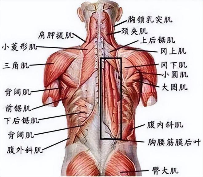 背部肌肉训练器械