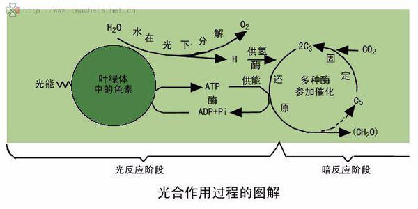 珊瑚需要氧气还是二氧化碳