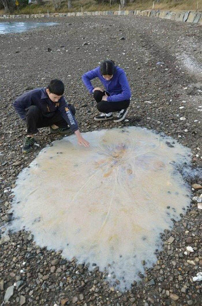 男孩在澳大利亚海滩发现奇怪生物