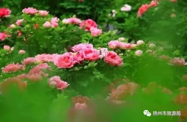 洛阳为《国色芳华》提供12000株花