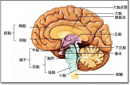 给大脑找点刺激会变年轻