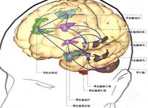 泪点低可能是大脑神经太发达