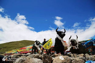 网友在西藏林芝旅游偶遇姜子牙坐骑