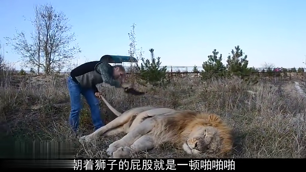 饲养员拍视频时遭狮子袭击身亡