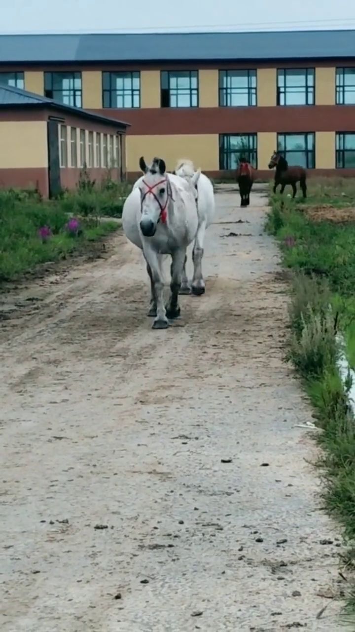 今天澳门晚上出什么马