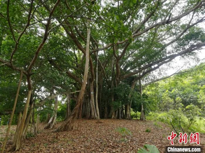 中缅边境德昂族村寨“枝叶繁茂”