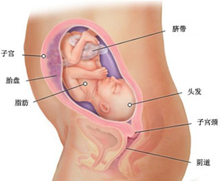 女子怀孕8周找不到胎儿