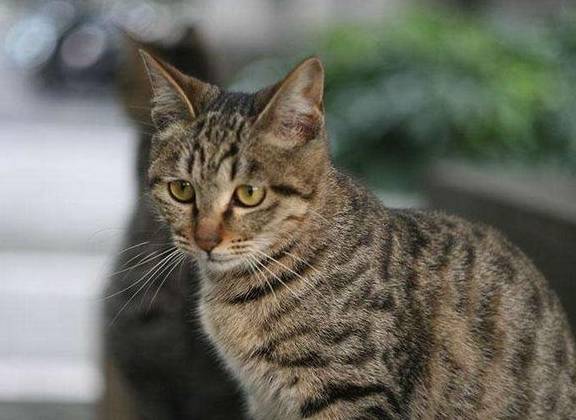 领养猫咪花1.4万后拒付猫贷被告